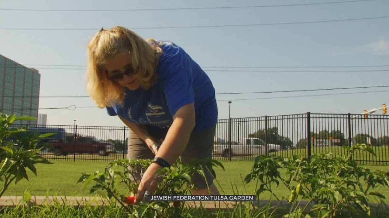 Jewish Federation Of Tulsa's Community Garden Used To Raise Food & Awareness