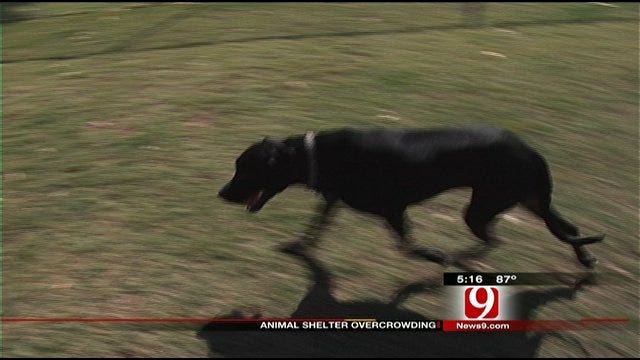 Less Adoptions, More Dogs at Edmond Animal Shelter