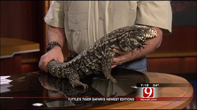 Exotic Animals From Tuttle Tiger Safari Visit News 9