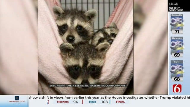 Wild Heart Ranch Seeing Surplus of Raccoon Orphans, Planning Expansion
