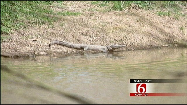 Alligator Spotted In Eastern Oklahoma