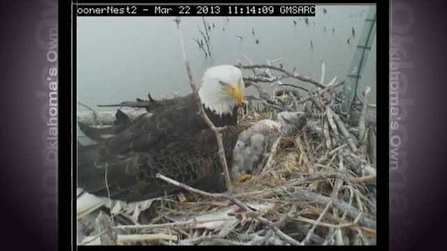 WEB EXTRA: Feeding Time On The Eagle Nest