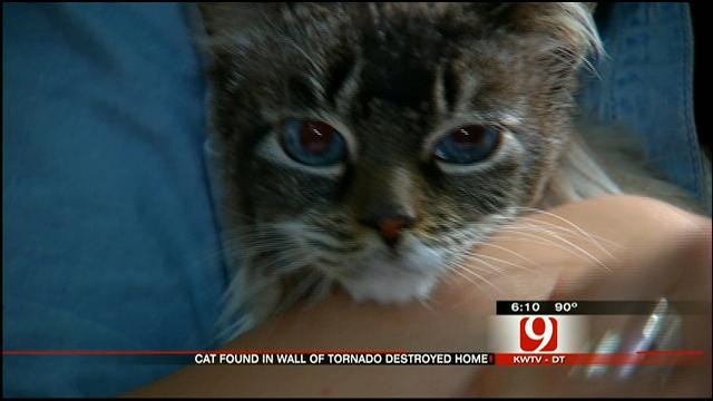 Family Finds Pet Cat Alive Inside Wall Of Destroyed Home In Moore