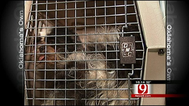 Puppy Mill Bill Faces Another Last-Minute Challenge