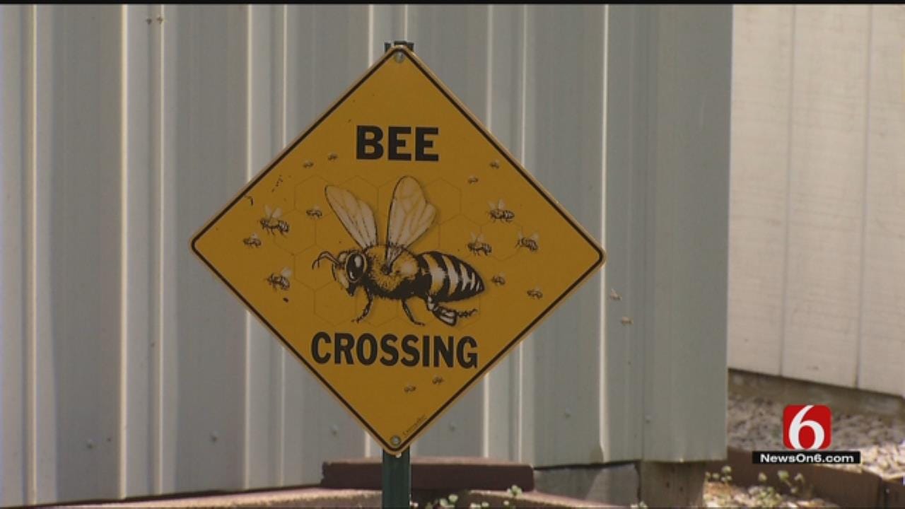 Beekeepers Urge Oklahomans To Rescue, Not Exterminate, Bee Swarms