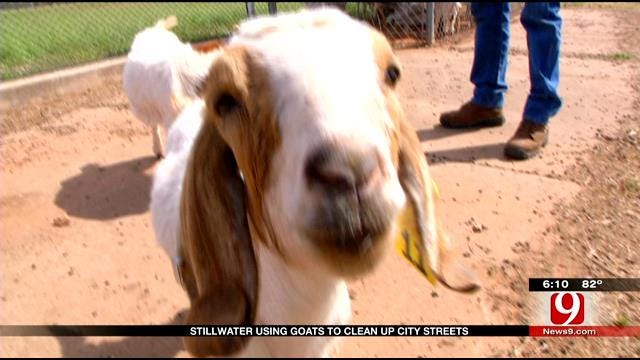Stillwater Using Goats To Clean City Streets