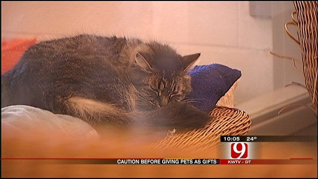 Cuddly Valentine Gifts Adopted From Shelters