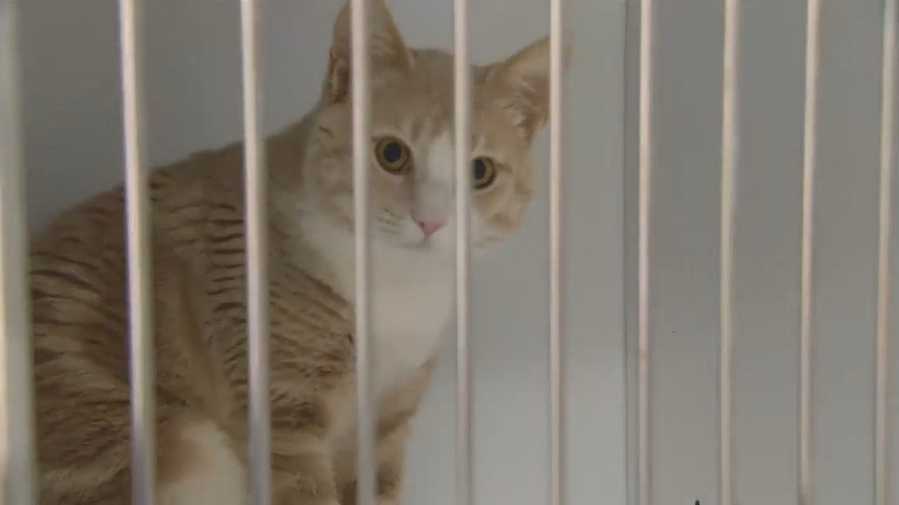 WEB EXTRA: Video Inside Tulsa's Animal Shelter