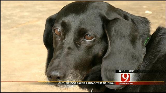Guthrie Man's Missing Dog Turns Up In Iowa After Hopping Train