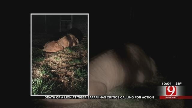Death Of Lion At Tiger Safari In Tuttle Has Critics Calling For Action