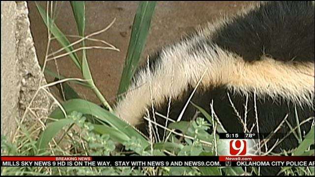 Skunks Invade Properties Around Lake Hefner