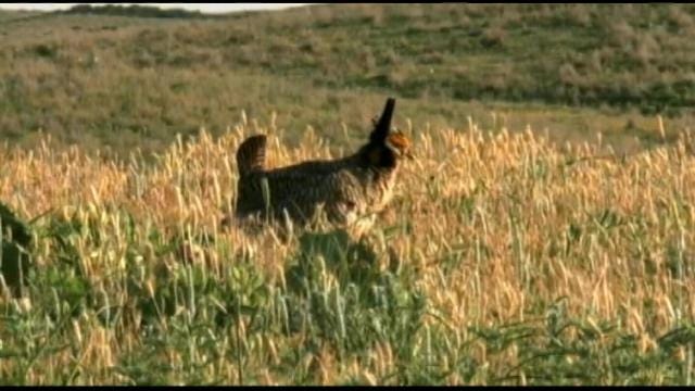 Green Country Biologist On Importance Of Threatened Lesser Prairie-Chicken