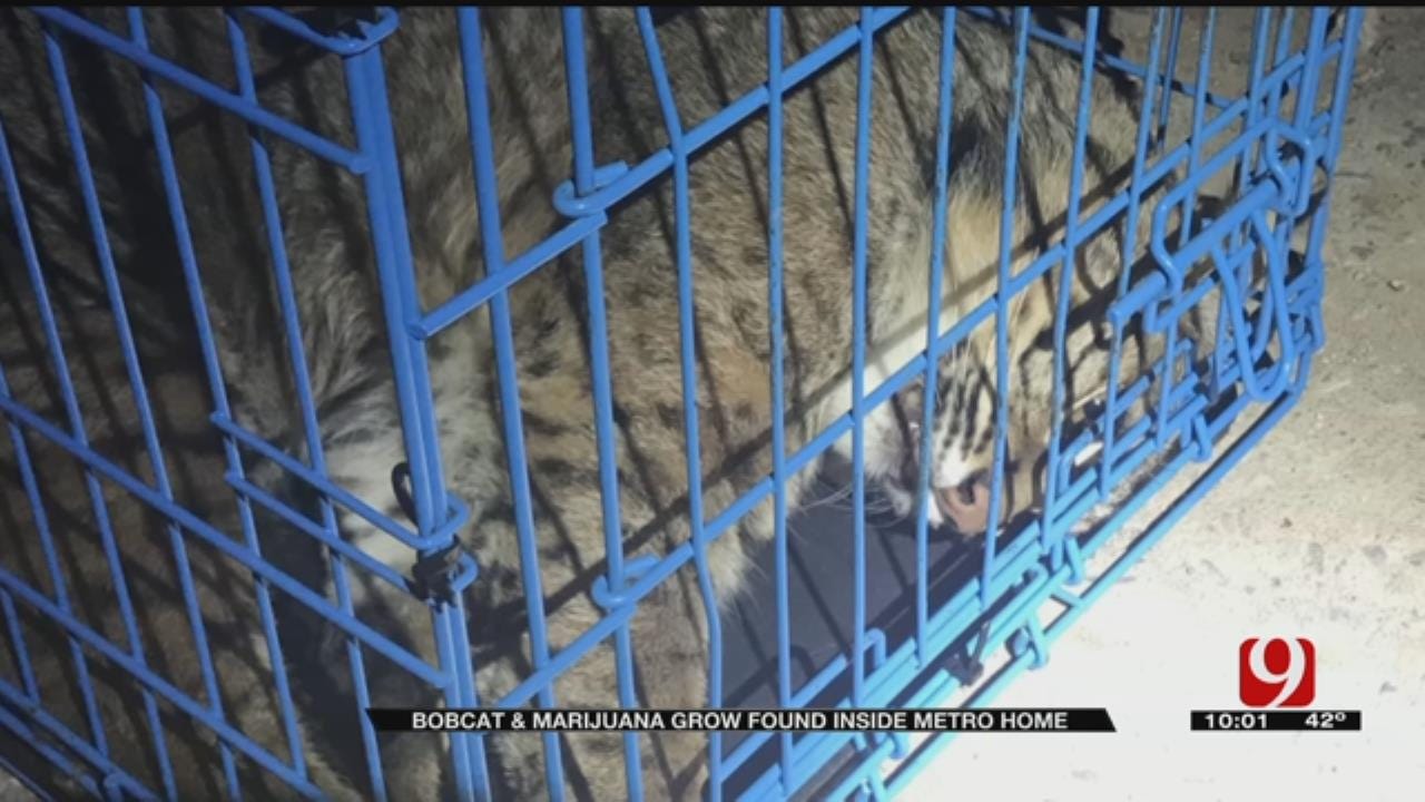 Thousands Of Dollars-Worth Of Property Seized, Including Bobcat After Search Of OKC RV Park