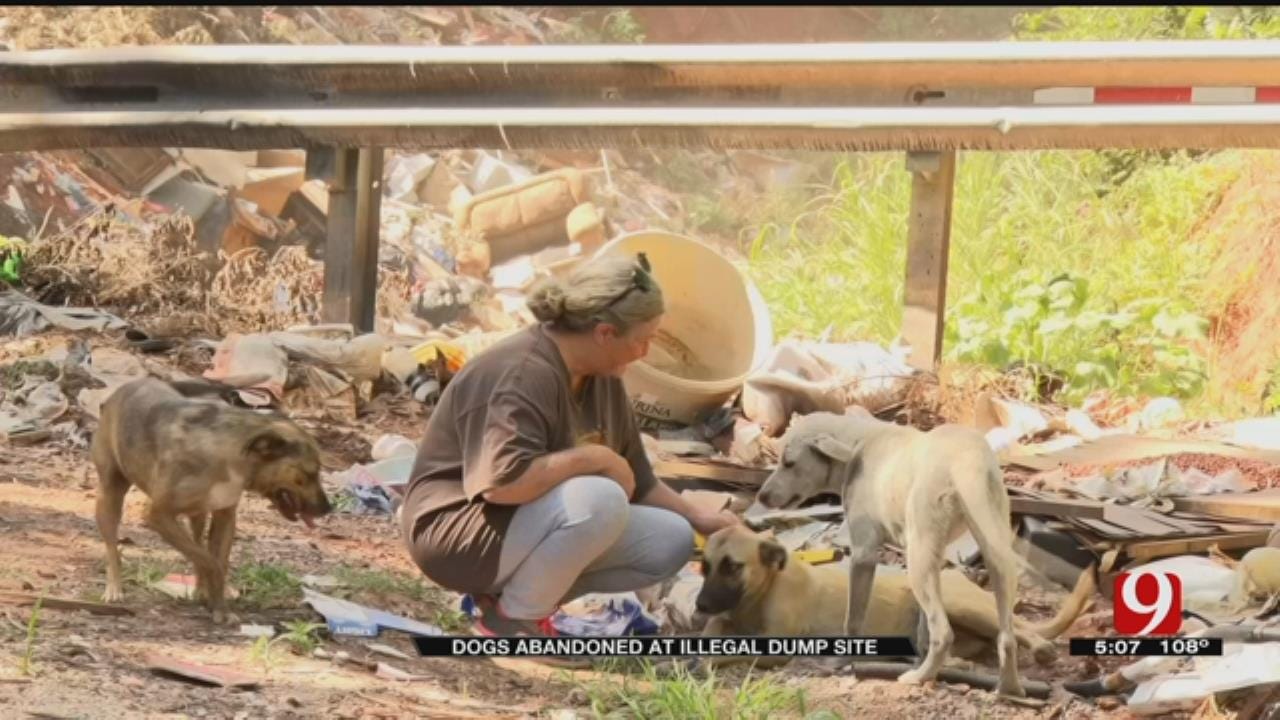 Locals Step In To Help Dogs Abandoned At Pott. County Dump Site