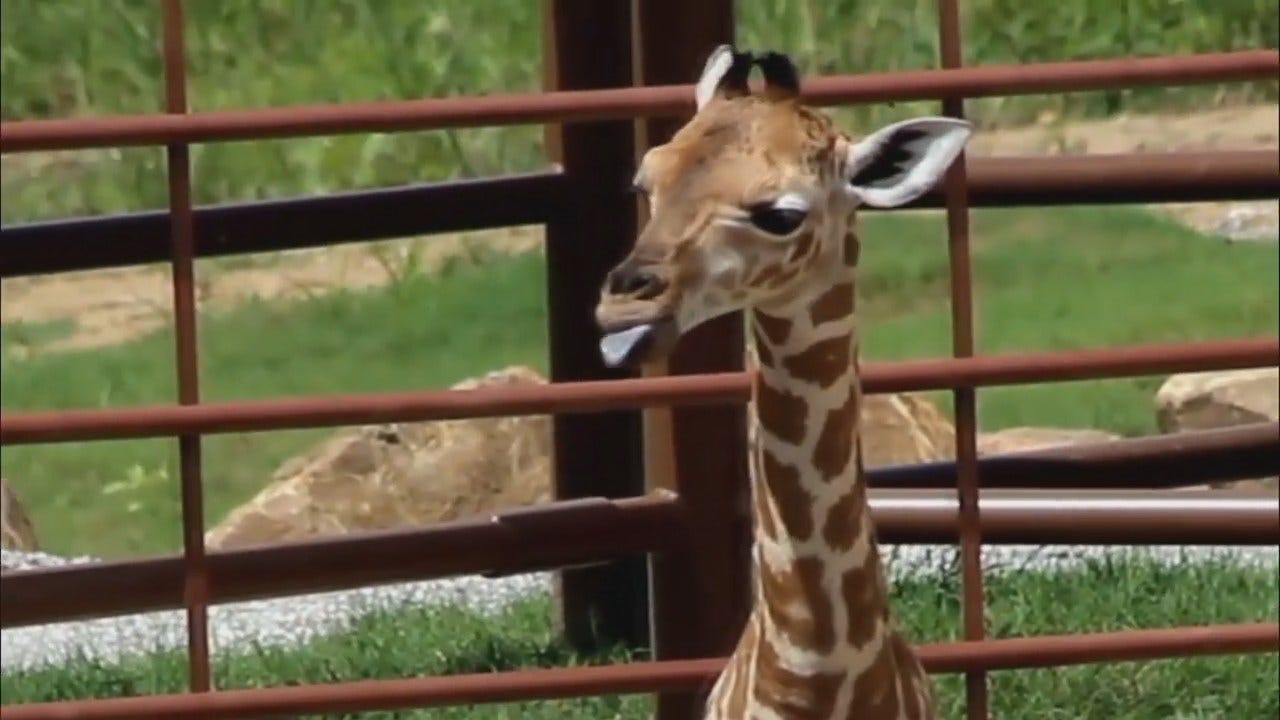 WEB EXTRA: Video Of Tulsa Zoo's Newest Giraffe