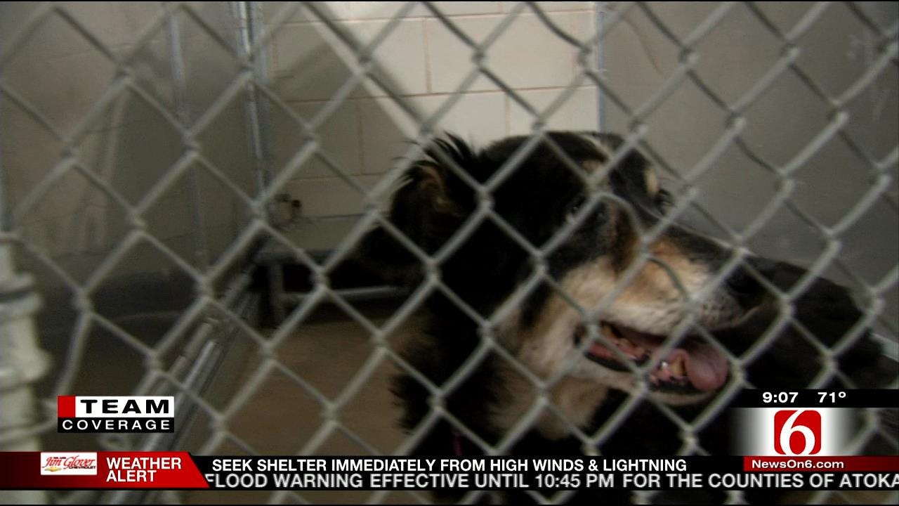 Idabel Animal Shelter Floods; Dogs Get Temporary Tulsa Home