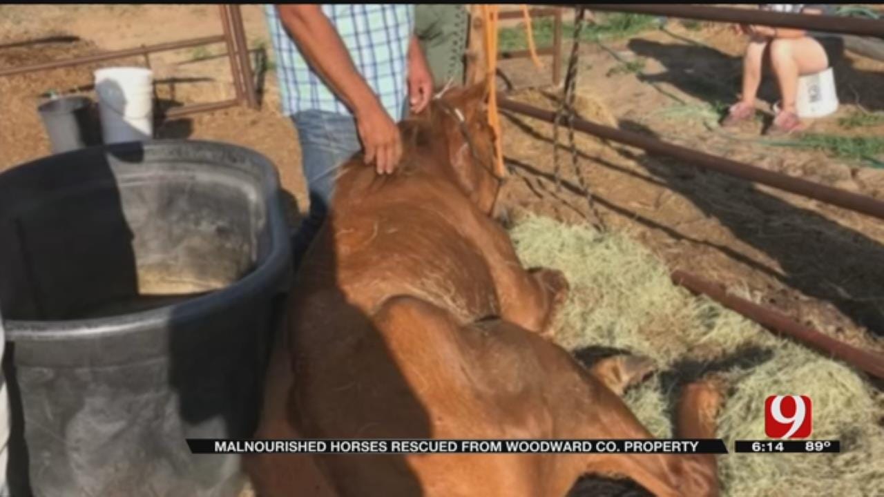 Emaciated Horses Rescued From Woodward Ranch