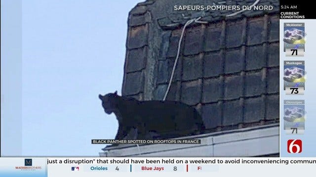 WATCH: Panther Spotted On Rooftop In France