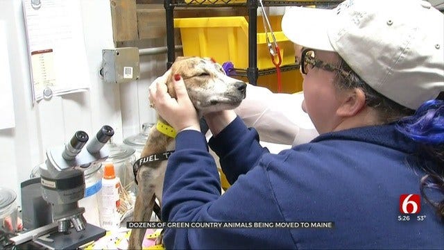 Tulsa Humane Society Shipping Dogs, Cats To Empty Shelters In Maine