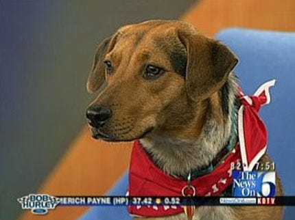Meet Radar The Weather Dog At Woofstock Saturday