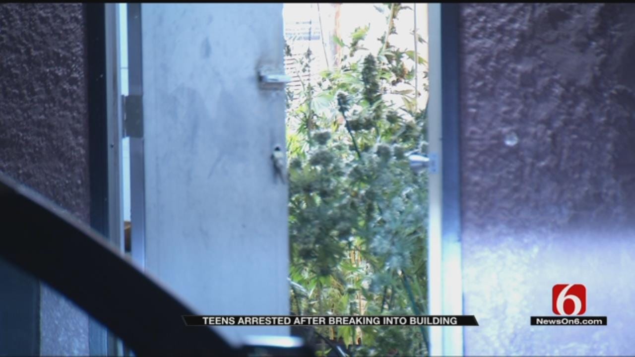2 Teens Break Into Marijuana Growing Facility In Tulsa