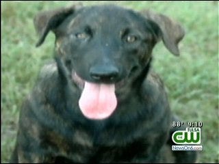 Reward Offered For Missing Oklahoma Service Dog
