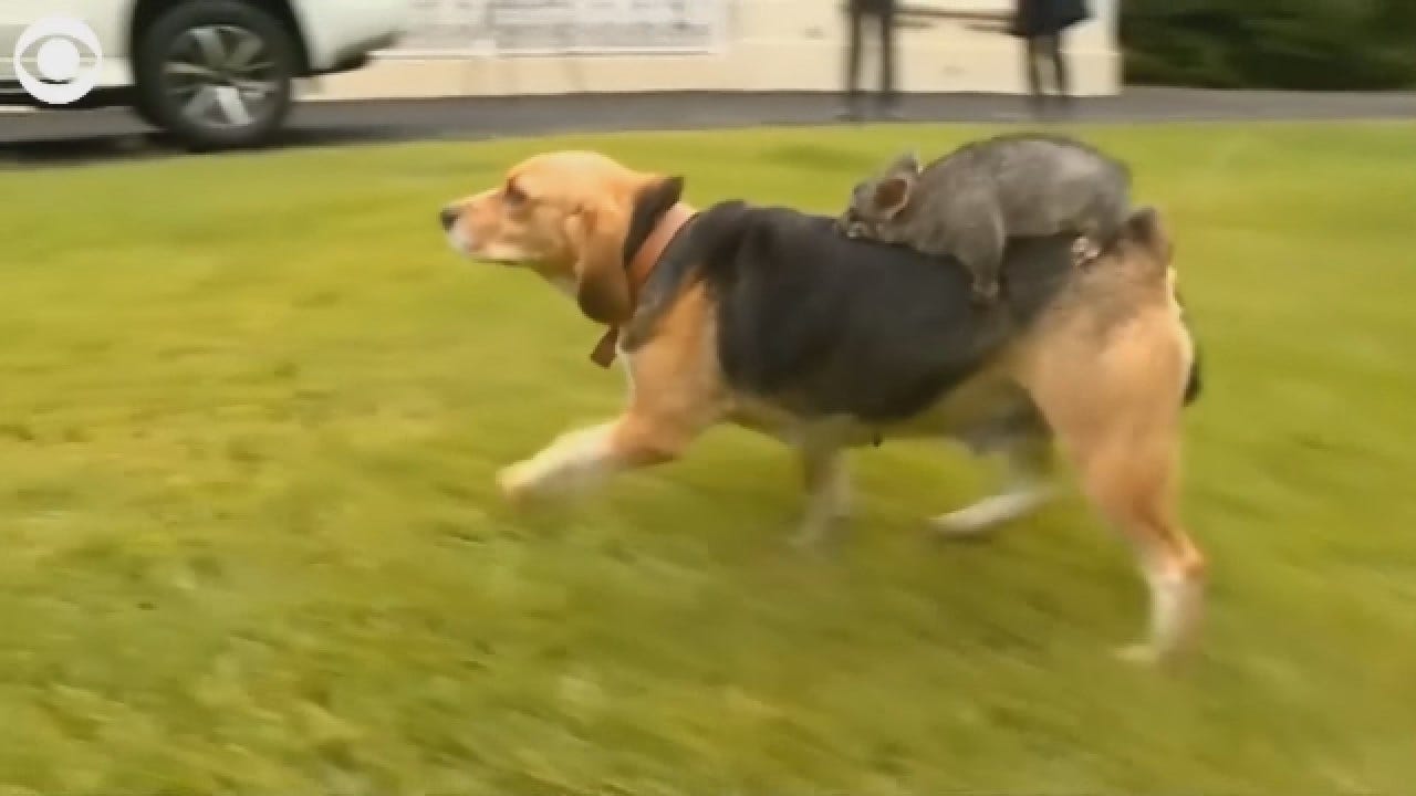 Web Extra: Meet The Dog & Possum Who Have Turned Into Besties
