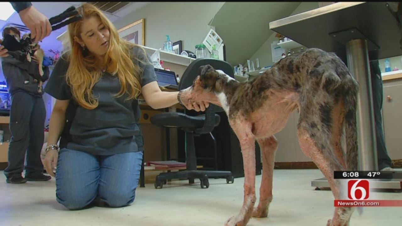 Abandoned Bixby Puppy With Chemical Burns Continues To Recover