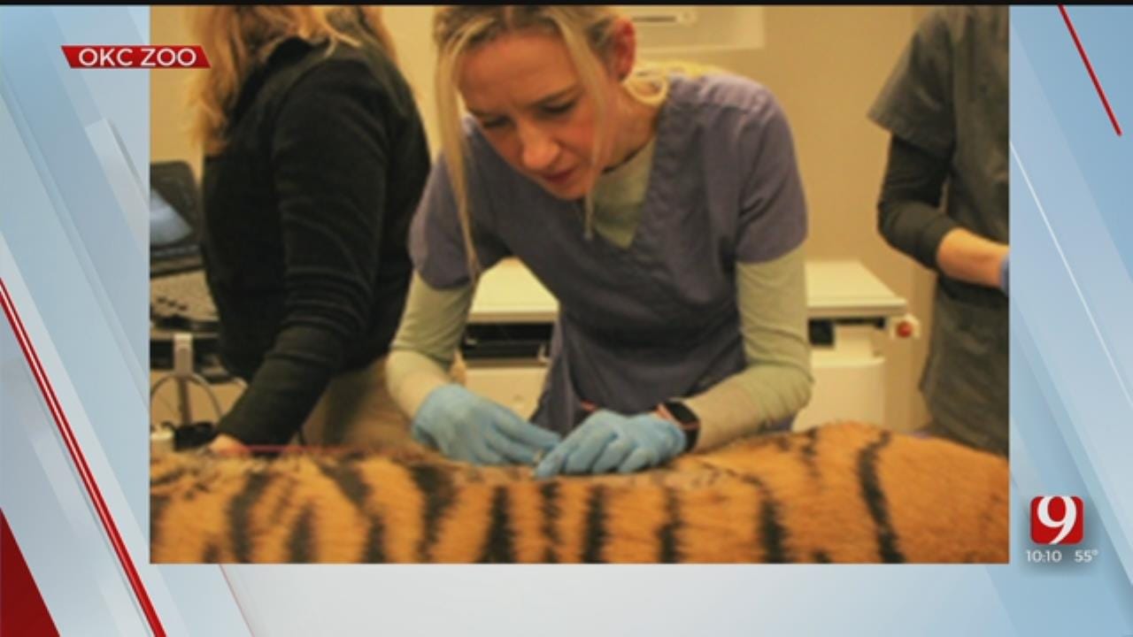 Achoo! OKC Sumatran Tiger Treated For Allergies