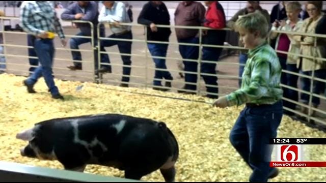 Summer-Like Heat, Lines Claim Life Of Show Pig At Tulsa State Fair