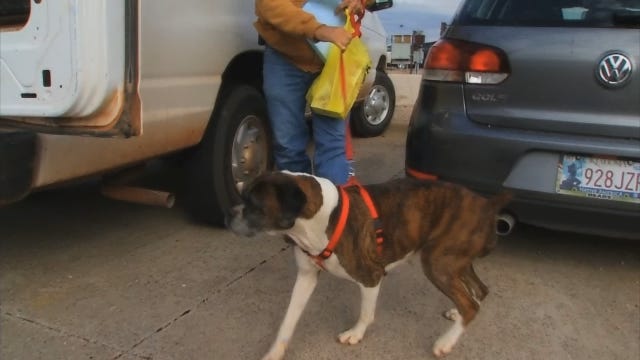 Lost North Dakota Dog Found In OK On Flight Home