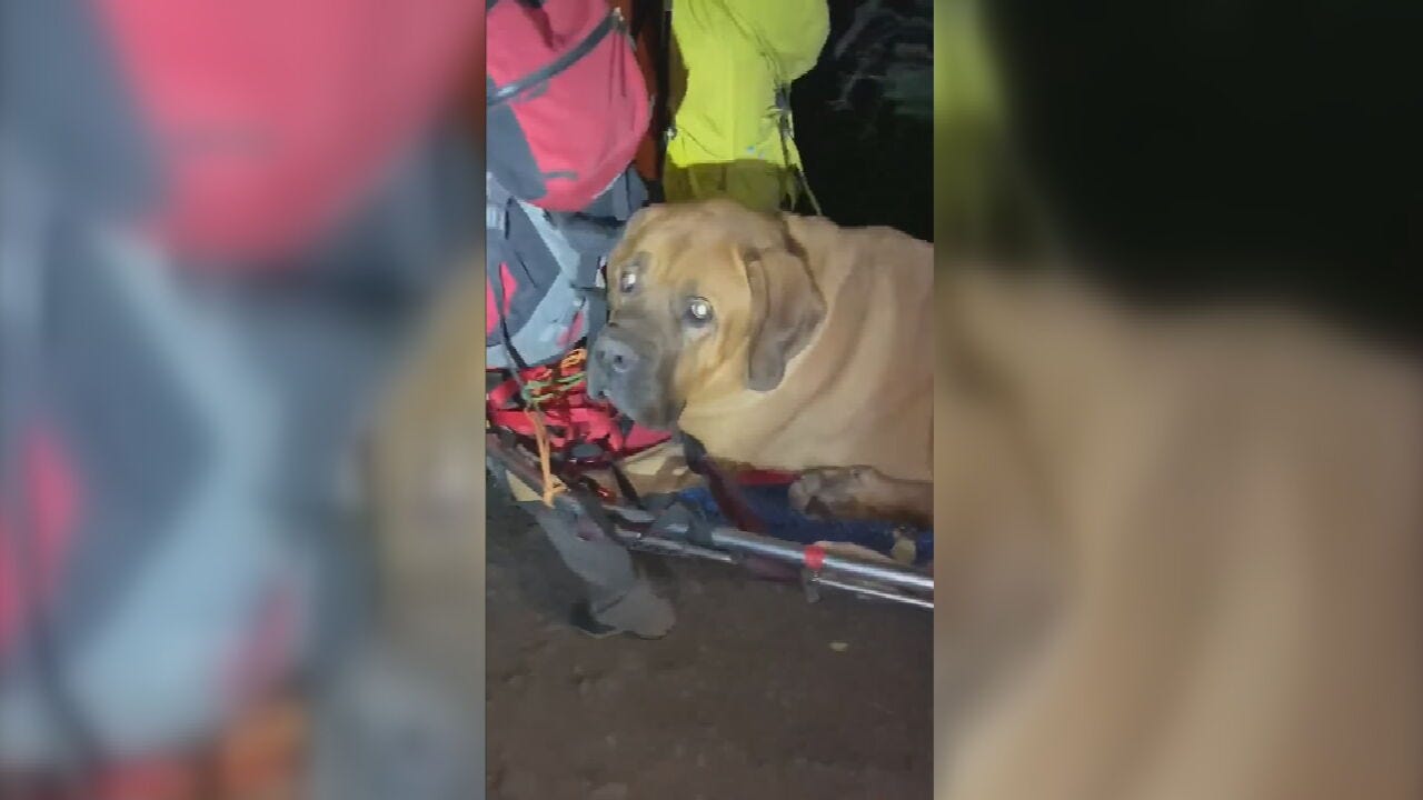Animal Rescues: Giant Cobra Found In Thailand; Big Dog Saved In Utah