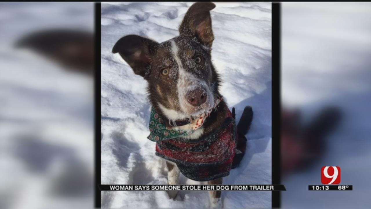 Family Searching For Dog Stolen From Trailer