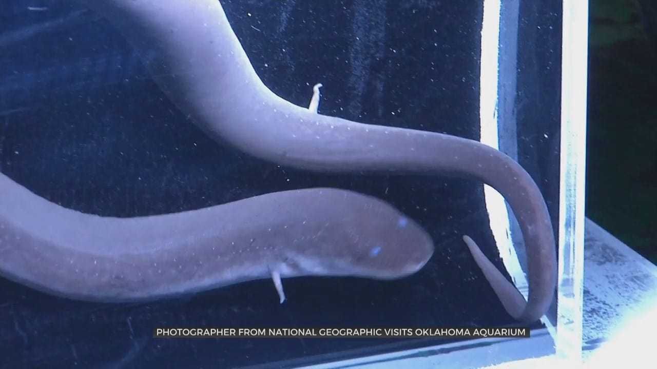 National Geographic Photographer Visits The Oklahoma Aquarium