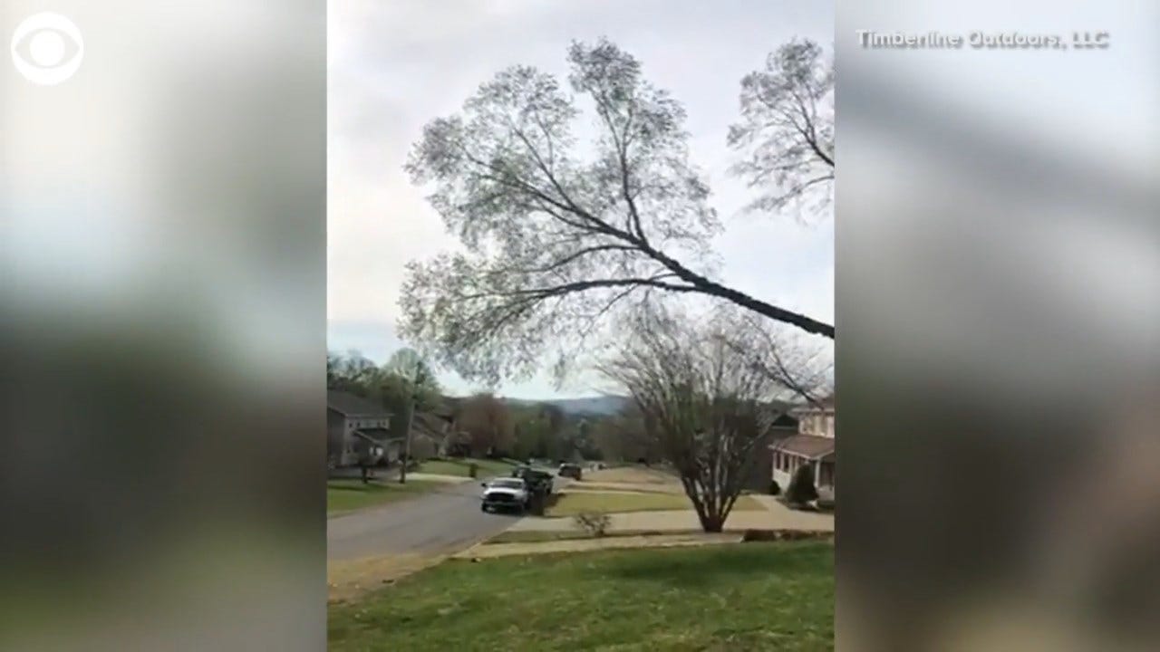 Pollen Cloud Forms As Tree Company Chops Down Tree