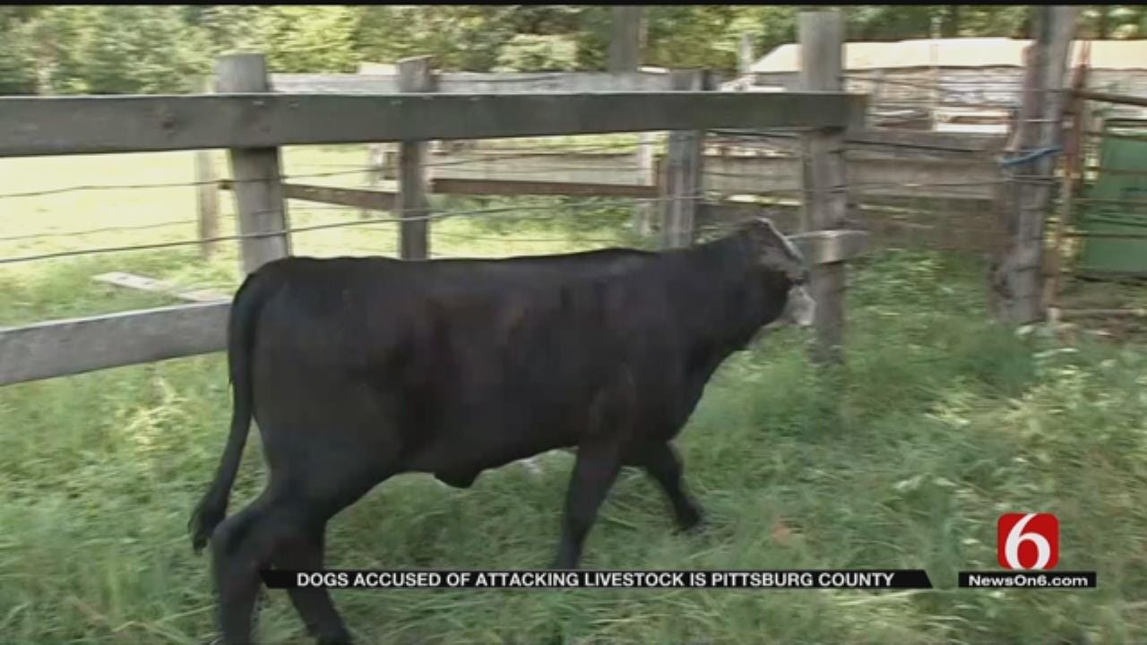 Pittsburg County Ranchers Say Dogs Are Attacking Livestock