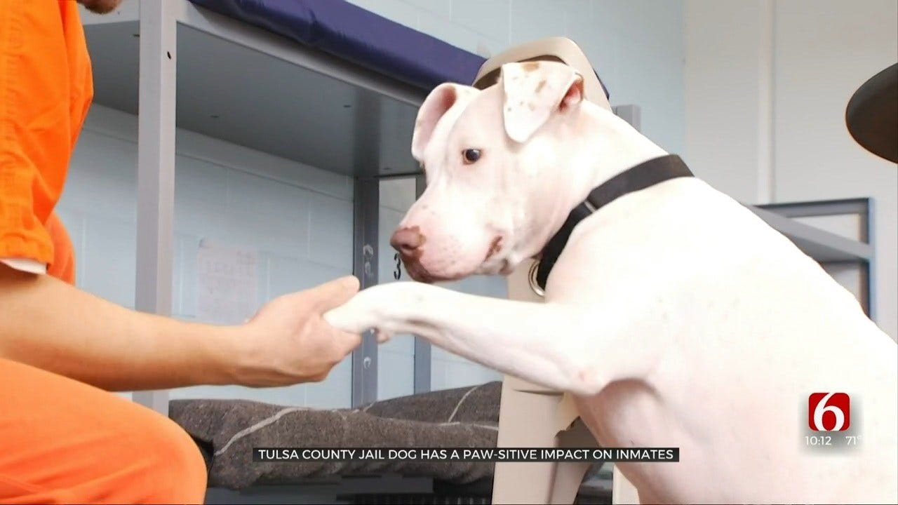 Casper, Tulsa Co. Jail's PTSD Dog