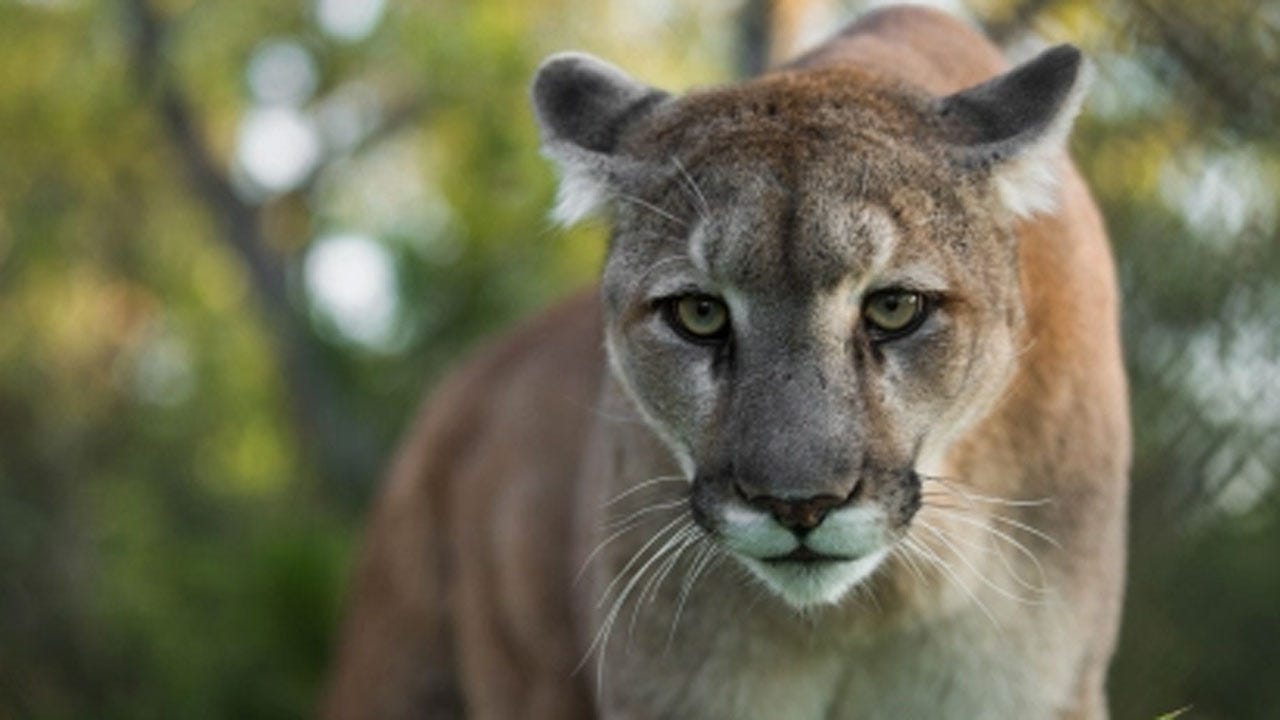 Runner Attacked By Mountain Lion Suffocates It, Officials Say