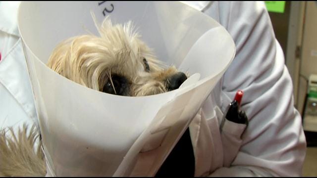 OSU Vet Hospital Treats Animals Hurt In Tornadoes, At No Cost To Owners