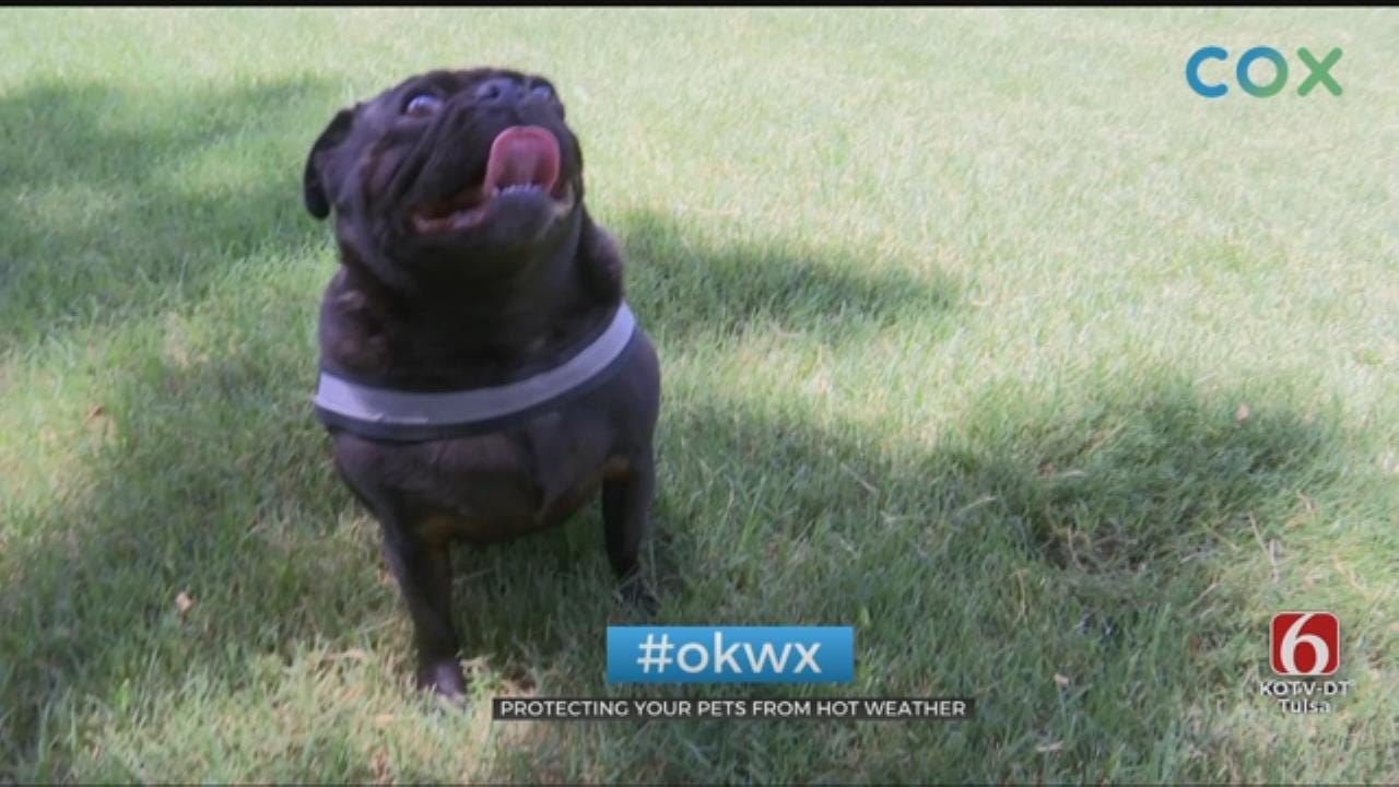 Experts Advise Pet Owners On Ways To Keep Pets Safe From Summer Heat, Fireworks