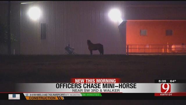 Multiple Agencies Capture Mini Horse On The Loose In Downtown OKC