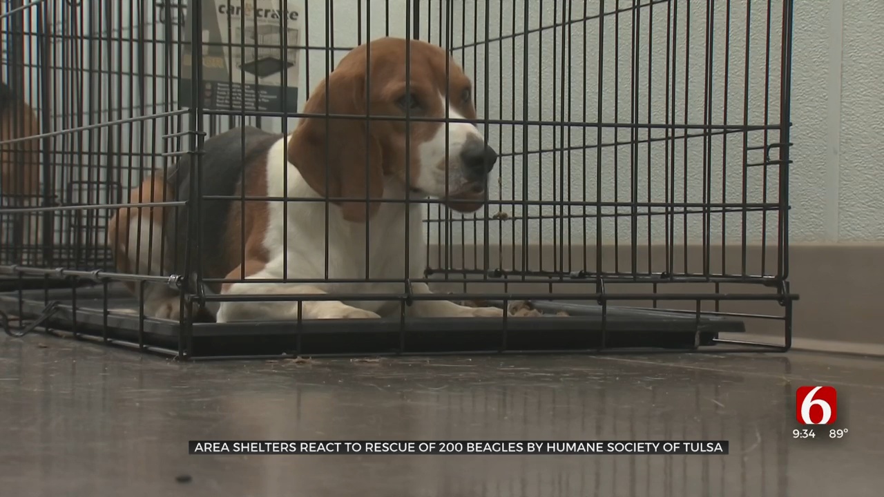 Area Shelters React To Rescue Of 200 Beagles By Humane Society Of Tulsa