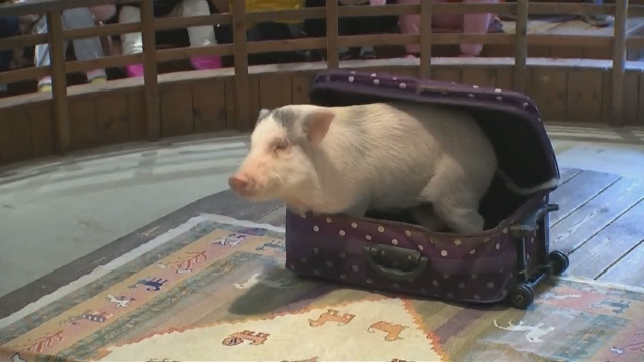 Pig Museum Gaining Popularity