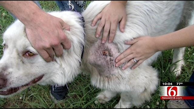 Tulsa Family Says Meter Reader Used Excessive Force On Dog