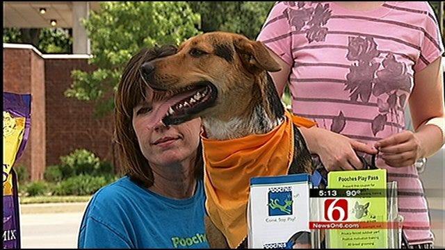 Radar The Weather Dog Rocks For Rescue Pets