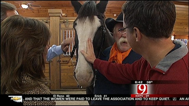 News 9 This Morning At Express Clydesdales Barn In Yukon