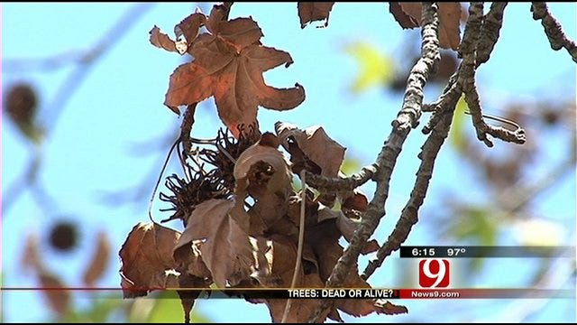 Stressed-Out Trees In Oklahoma Could Bounce Back
