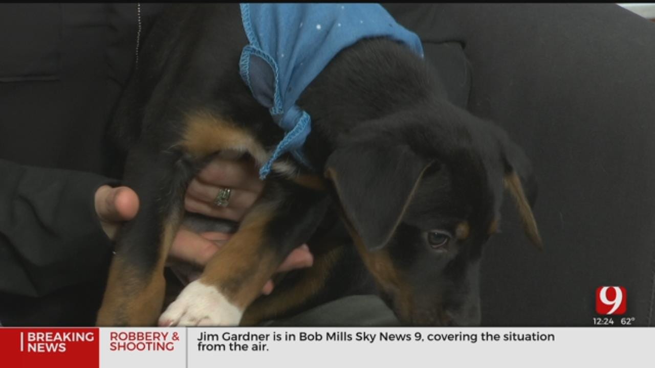 Pet of the Week: Quill