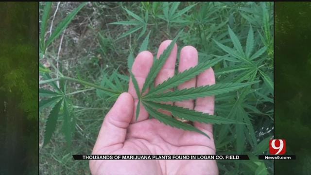 Deer Hunter Finds Thousands Of Marijuana Plants In Logan Co.