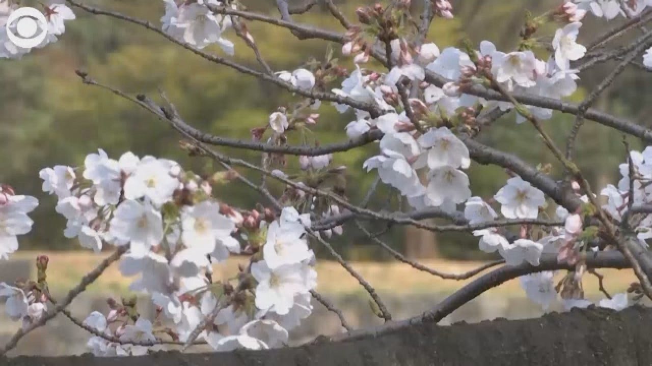 WATCH: Japanese Cherry Blossoms Reach Full Bloom In Tokyo